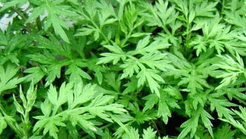 益母草长啥样？这些图片一看就明白