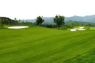 如何根据高尔夫球场三大区域选草，制定年省养护费200万的方案？