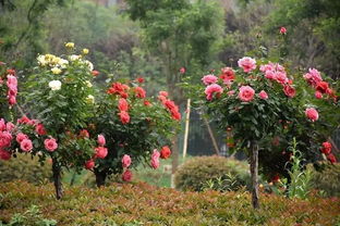 满城月季，浪漫无锡