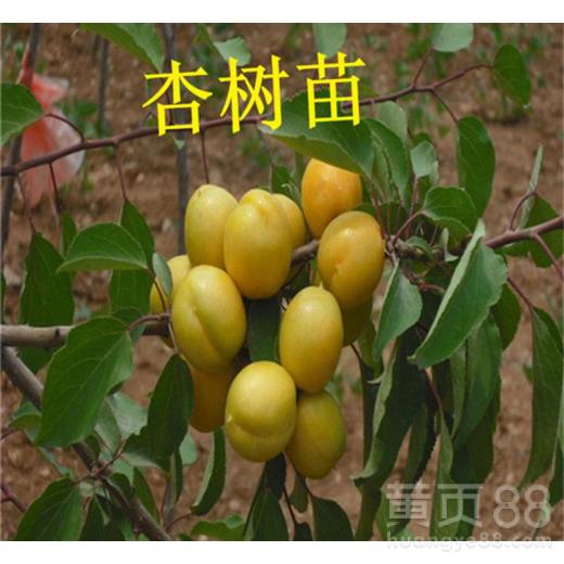 杏树嫁接的最佳时间是什么时候？这个黄金时间你知道吗