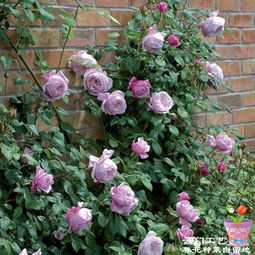 灌木月季修剪， 修剪到植株高度的1/3处