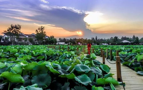 夏天什么花开放？快来看看这些夏季限定美景