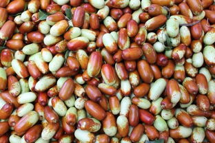 枣蛆：揭秘这种让枣树头疼的小虫子