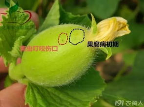 甜瓜变臭主因：细菌感染