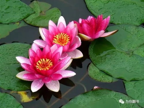 睡莲的花瓣，五彩斑斓