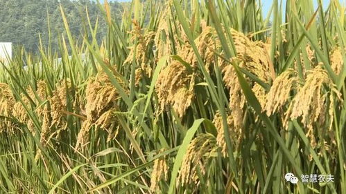 鄂丰7A水稻种，优质高产杂交水稻品种