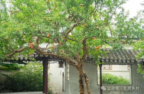门前种树讲究多，选什么树最旺家运