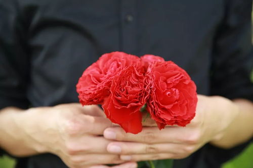 月季的花型， 各具特色的风采