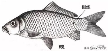 鲫鱼皮肤糜烂？病因解析与应对策略