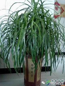 盆栽水浇多了怎么办？速来学学清理和补救技巧！