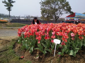 茶花的冬季奇观