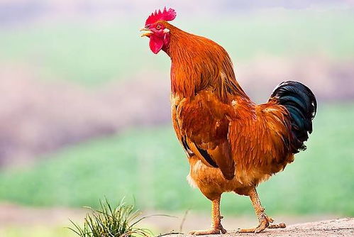 公鸡的勇敢姿态，是不是在表演呢？