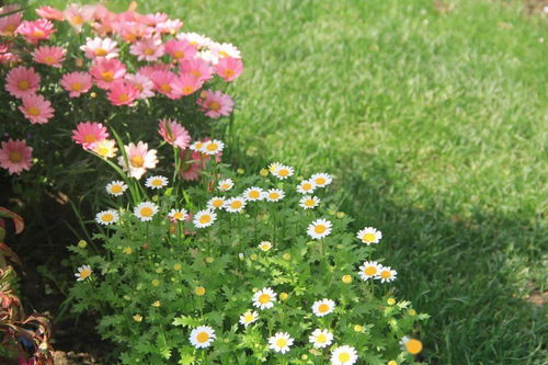 园林植物浇水，你真的懂吗？