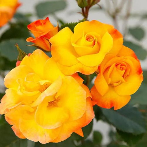 月季花之美， 灿烂如微笑