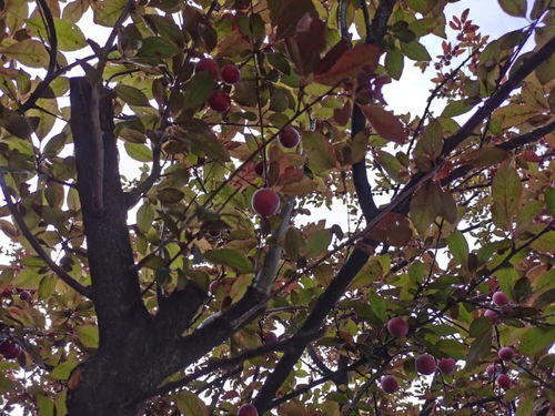 红叶李的果子真有那么毒吗？