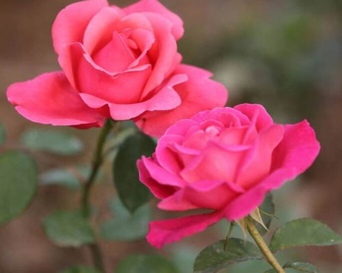 月季花的养护要点