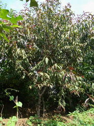 金叶槐和黄金槐，傻傻分不清楚呃？