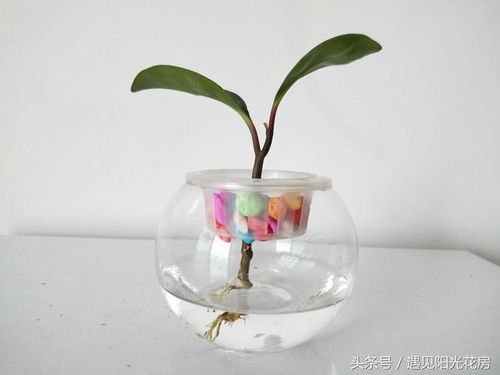 小家碧玉这种植物适合水培吗？有没有什么注意事项