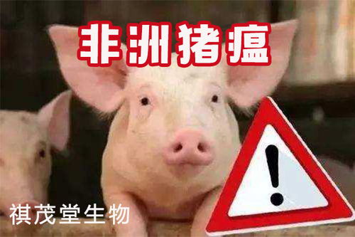 非瘟后集团猪场更注重生物安全，防疫体系更完善