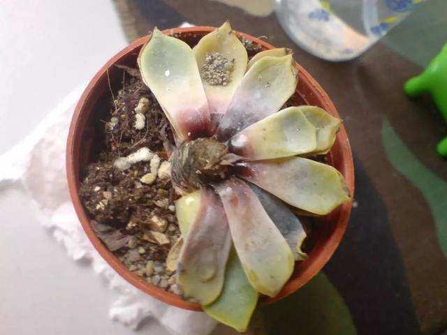 多肉叶子出现黑斑，是病害感染或环境不适引起的