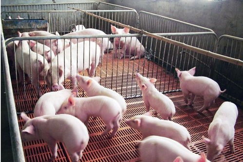 国外猪场增重优生秘籍，实惠高效