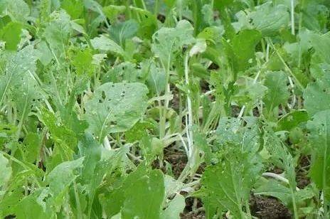 生物农药的优势