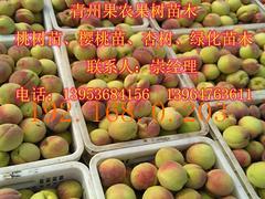 冬桃甜度排行：揭秘映霜红桃品种，哪个品种最受欢迎？