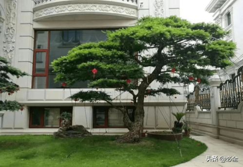 景观造型树行情火爆，决定其价值的三个要素是什么？