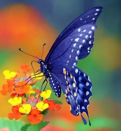 狗舌藤：生命力顽强的绿色勇士