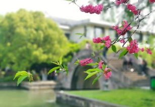 江南景区的特色花卉