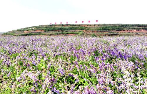 嵩县丹参， 前景光明但需谨慎