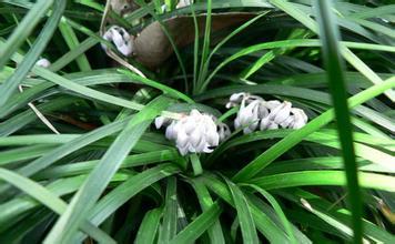 麦冬草本植物，养生花卉新宠