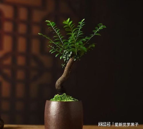 松树果：花卉成长的守护者