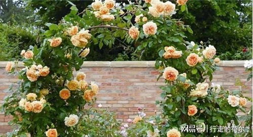 盆栽空间有限， 选株型小巧的品种