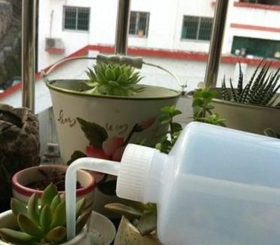 多肉植物：干渴中的绿宝石