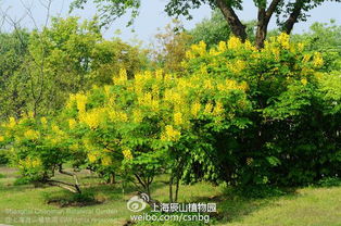 落叶小明星：连翘的黄金诱惑