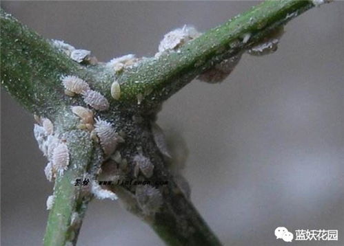 哎呀呀，这虫子可真讨厌