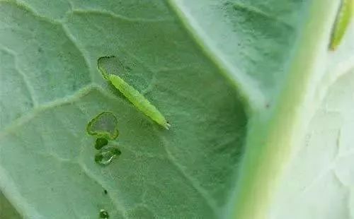 黄精病虫害防治技术中，如何有效运用生物防治方法来降低病虫害发生