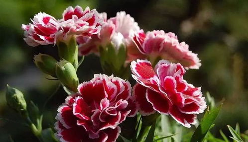 康乃馨落叶之谜，季节的秘密大揭秘！