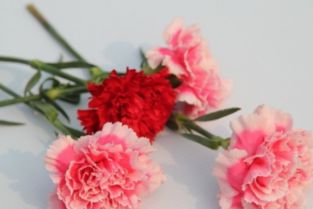 香石竹的奥秘：名字的由来与特点