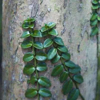 扦插——爬地柏的“繁殖神器”