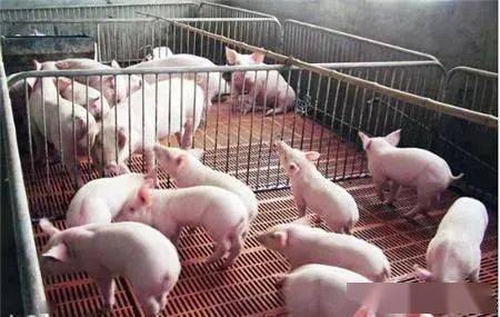 最近猪饲料价格涨了吗？有没有了解最新行情的？
