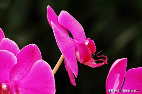 “爱情之花，浪漫绽放，唯美花语，心动必备”