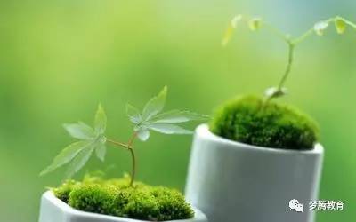 藤本和多肉：绿植中的特殊成员