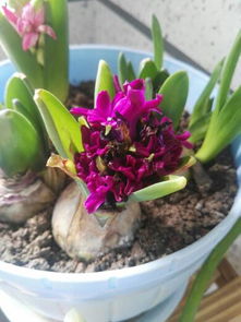 土壤要松软，别让风信子受委屈