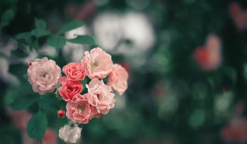 品种繁多， 名称各异