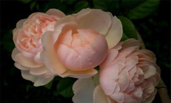 月季花吧：刺球爱好者的聚集地