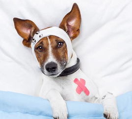 狗狗舔食杀虫剂后会出现什么严重后果？有没有什么急救措施可以采取？