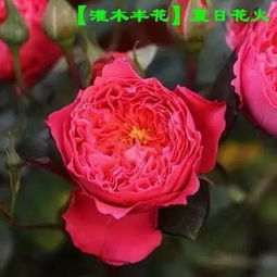 季节变化对花朵的影响