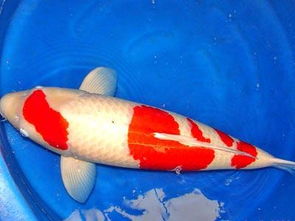 锦鲤鱼杀虫剂主要成分解析